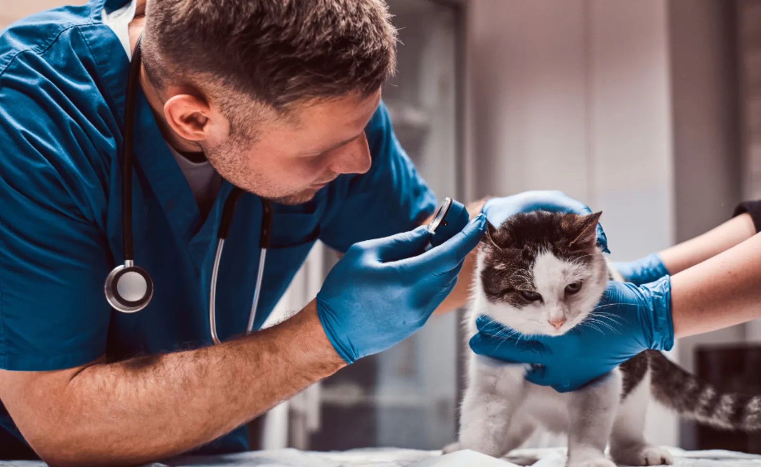 Veterinarian Checking a Cat's Ears